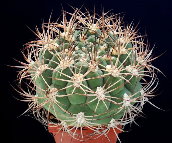 Gymnocalycium_saglione